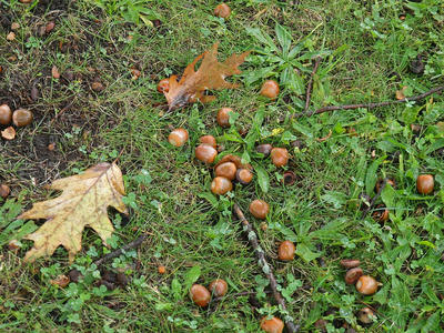 Acorns