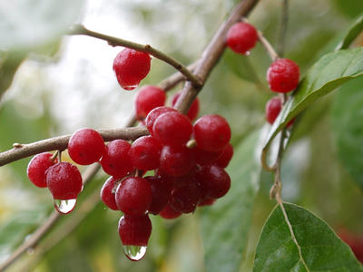 Berries in the rain
