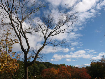 Fall in Massachusetts #6