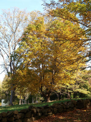 Concord's old north bridge in fall #6