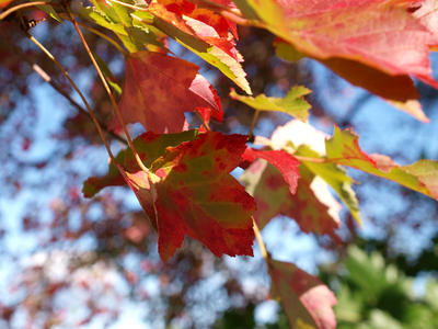 Fall leaves #2