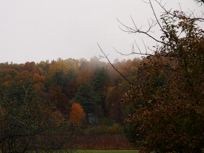 Fall and fog in Groton #2