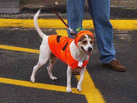 Pumpkin dog
