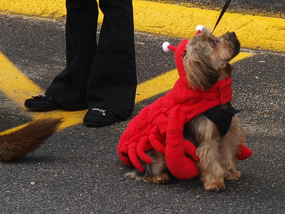 Lobster dog