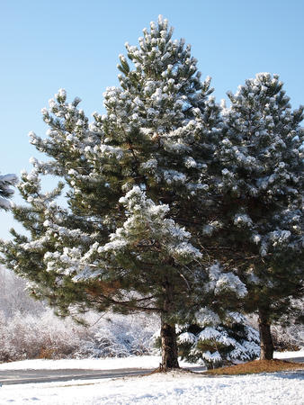 Pine trees in the snow