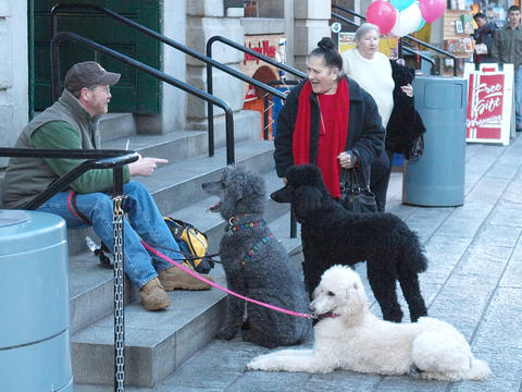 Taking the dogs to Faneuil hall