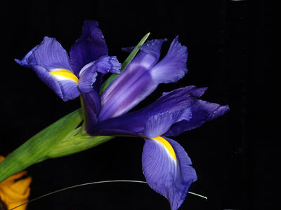 Iris