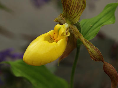 Yellow ladyslipper