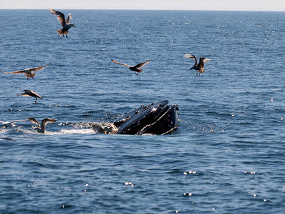 Whale feeding