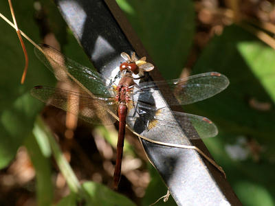 Dragonfly #2