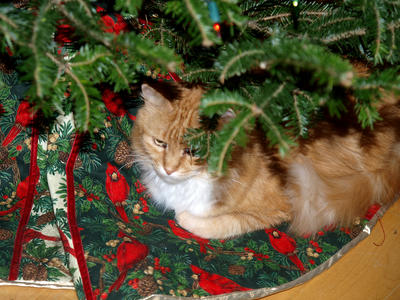 Christmas cat