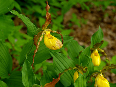 Yellow ladyslipper