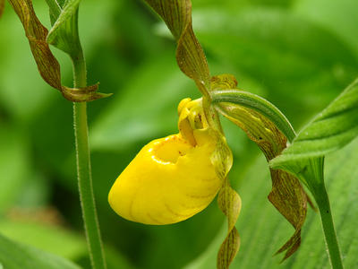 Yellow ladyslipper #2