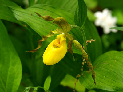 Yellow ladyslipper #3
