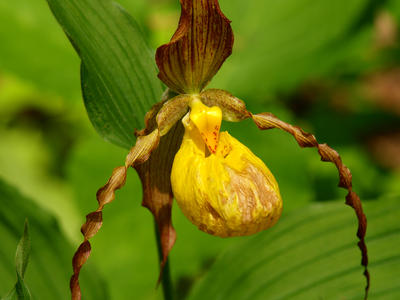 Yellow ladyslipper #4