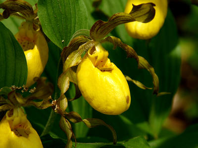 Yellow ladyslipper #5
