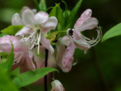 Bee on flower