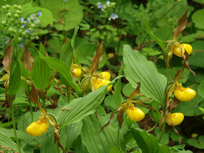 Yellow ladyslippers #2