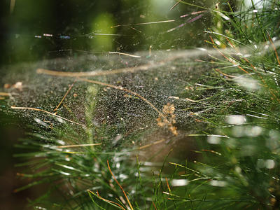 Spider web