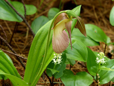 Pink ladyslipper