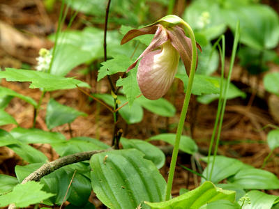 Pink ladyslipper #3