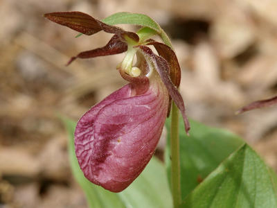 Purple ladyslipper