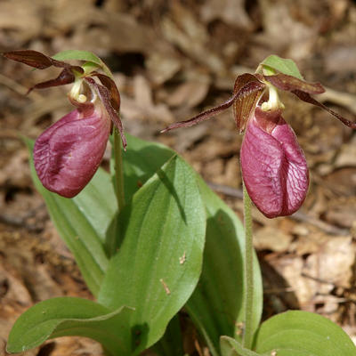 Purple ladyslippers
