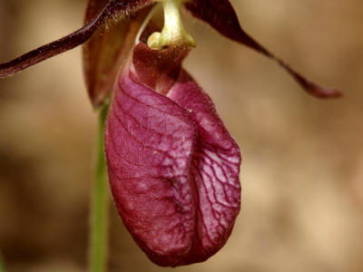 Purple ladyslipper #3