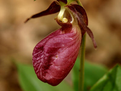 Purple ladyslipper #4
