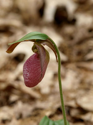 Purple ladyslipper #5