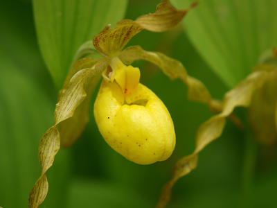 Yellow ladyslipper #6