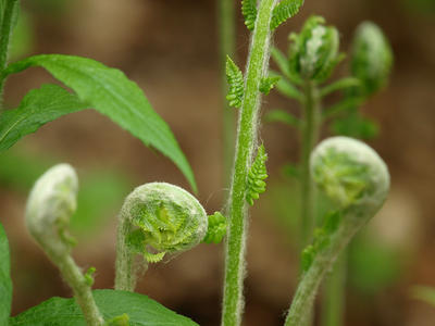 Fiddlehead ferns