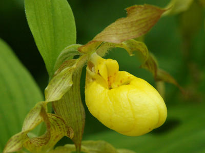 Yellow ladyslipper #7