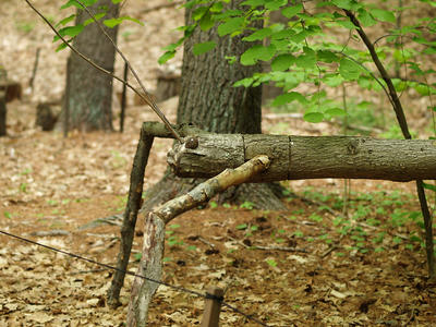 Wooden bug sculpture