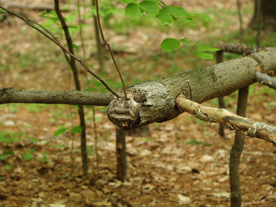 Wooden bug sculpture #2