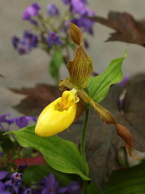 Yellow ladyslipper #9