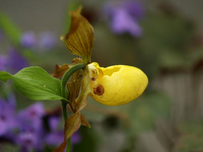 Yellow ladyslipper #10