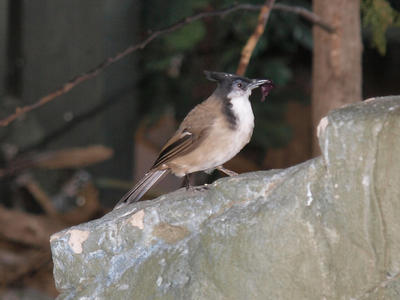 Red whiskered bulbul