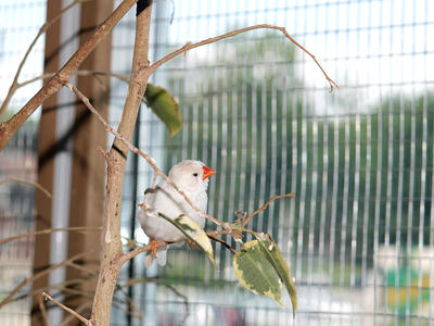 Dreaming of freedom #2