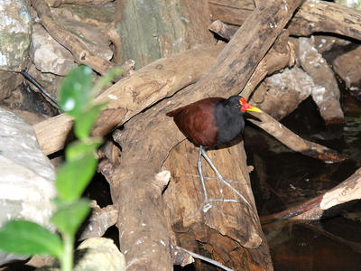 Wattled Jacana