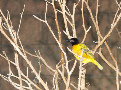 Black headed bulbul
