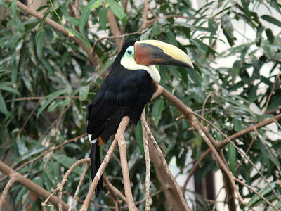 Toucan