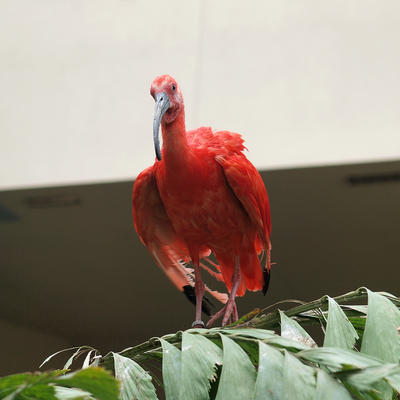 Red bird #3