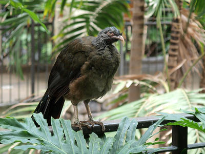 Vulture