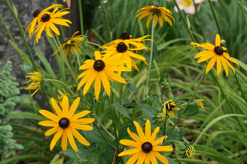Black-eyed susans
