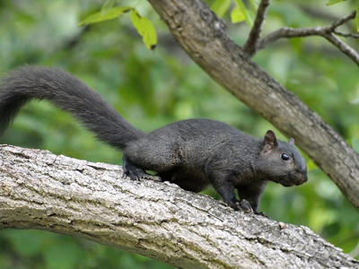 Black squirrel