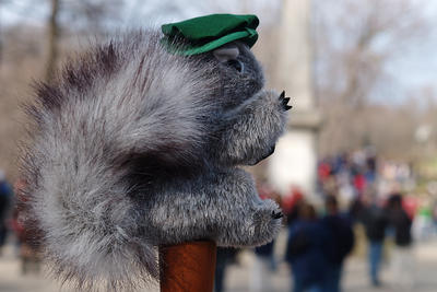 A squirrel goes colonial