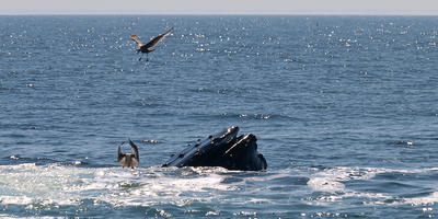 Whale feeding