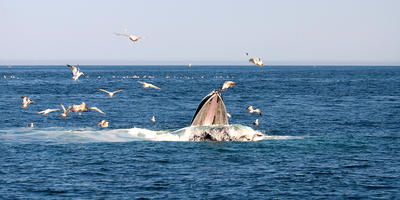 Whales feeding