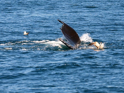 Whale tail #9